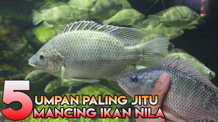 5 umpan jitu, buat mancing ikan nila/mujaer liar, sungai, danau, rawa (cocok di semua lokasi)