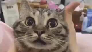 ท่าทางแมว 😲