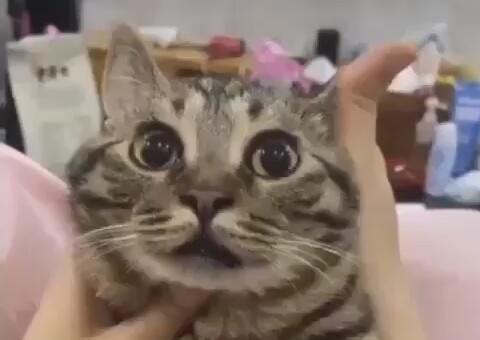 Phong cách mèo 😲