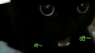 当一只黑猫模仿起狗狗时，弄的我哭笑不得…