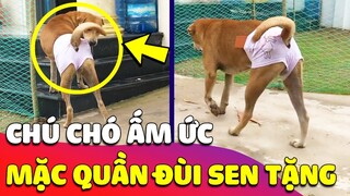 Lần đầu MẶC QUẦN ĐÙI Sen tặng, chú Chó ẤM ỨC vì không hiểu loài người có SỞ THÍCH lạ quá 🤣 Gâu Đần