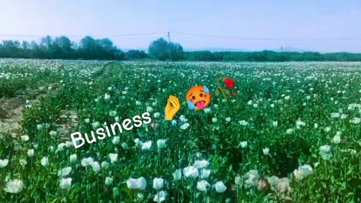 our business