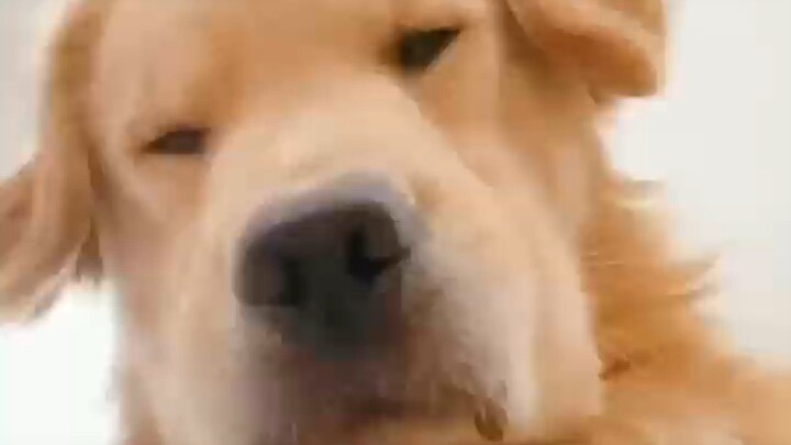 He's just a kid—can he really lie? #Funny #FilialSon #ParentsDrivenCrazy