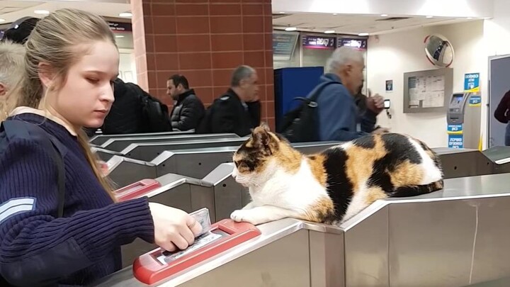 เหมียว: "ใครกล้าหนีตั๋วบ้าง!?"