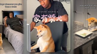 Does anyone like Shiba Inu? Is it the legendary escape artist?