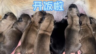 وانغ تساي أصبح أبًا، 8 جراء صغيرة، ومن الآن فصاعدًا عليه أن يجتهد في سحب العربة وبيع التوفو لإعالة أ