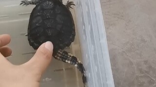 I'm laughing so hard I can't stop! This is a real alligator snapping turtle!