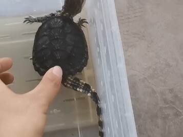 لا أستطيع التوقف عن الضحك، هذه سلحفاة تمساح حقيقية!