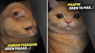 GEMES BANGET..!! Dimarah Gara-gara Suka Berantem, Ekspresi Melas Si Oren Bikin Emak Ga Jadi Marah