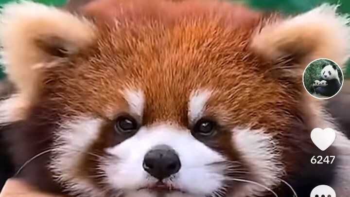 Foreign blogger explains the differences between Chinese red pandas and raccoons — TikTok comments