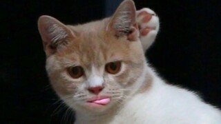 Coba aku lihat nih~ siapa cewek yang masih belum tidur sampai sekarang!