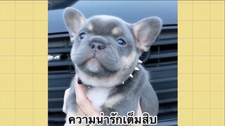 เพื่อนตัวน้อยแสนซน : ความน่ารักเต็มสิบ