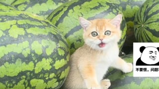 Tentang fakta bahwa saya menukar sekeranjang melon dengan seekor anak kucing kecil