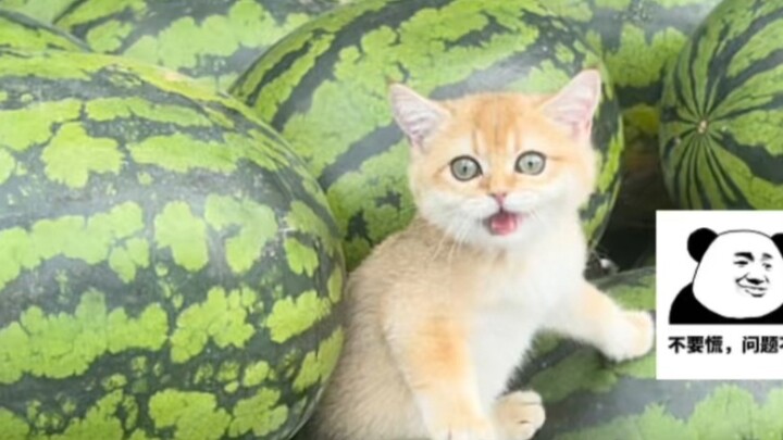 About the fact that I traded a cart of melons for a little kitten