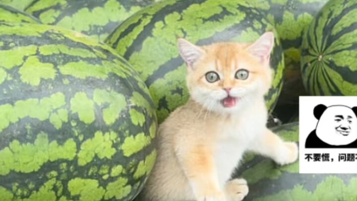 Tentang fakta bahwa saya menukar sekeranjang melon dengan seekor anak kucing kecil