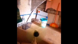 funny mouse