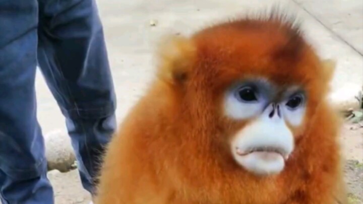 Khỉ: Đã vuốt ve thì phải cho ăn.