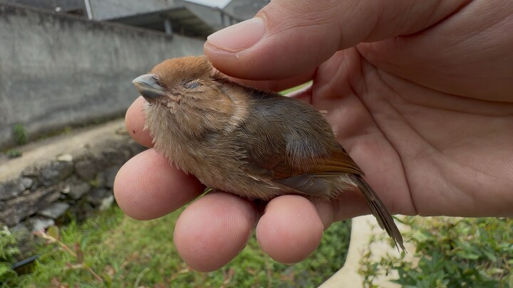 Its heart is so big; it fell asleep lying on my hand.