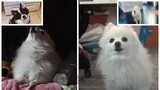 Butter but Dogs Sung It (Doggos and Gabe)