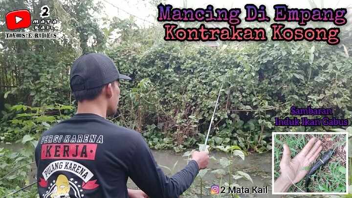 Mancing Di Empang Depan Kontrakan Kosong Jackpot Babon Gabus❗❗ (Micro Fishing)