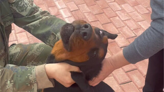 Here's the video of Bawan and Barton getting their shots. The two brothers performed pretty well tod