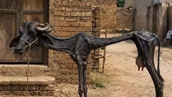 orakzai143