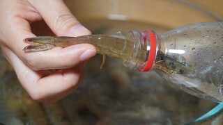 How to preserve fresh shrimp? An old fisherman taught me a trick—keep them fresh for three months!