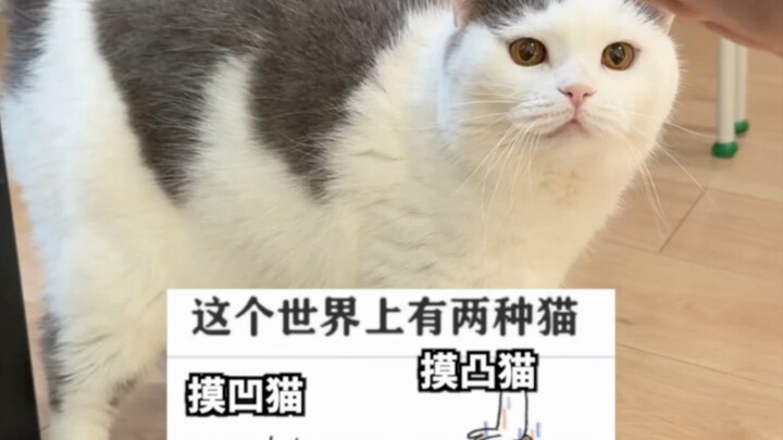 هل تمسح القط المقبّب أم القط المحدّب؟