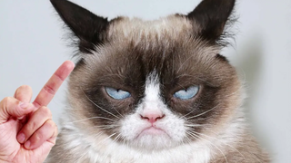 แมวเกลียดนิ้วกลางจริงๆ - การรวบรวมปฏิกิริยาที่ตลกและโกรธ โรงละครสัตว์เลี้ยง