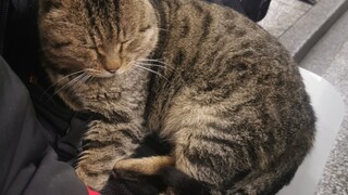 [Animals]A cat sleeping on my bag in the classroom