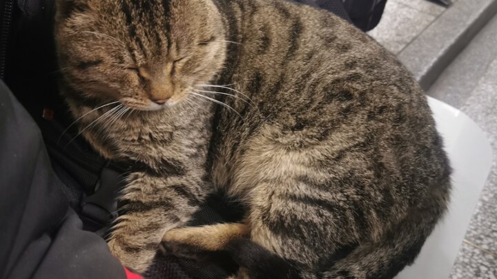 [Hewan] Seekor kucing tidur di tas saya di kelas