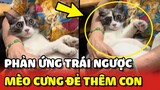 Phản ứng TRÁI NGƯỢC của phụ huynh khi Mèo cưng đẻ thêm con 😍 | Yêu Lu