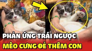 Phản ứng TRÁI NGƯỢC của phụ huynh khi Mèo cưng đẻ thêm con 😍 | Yêu Lu