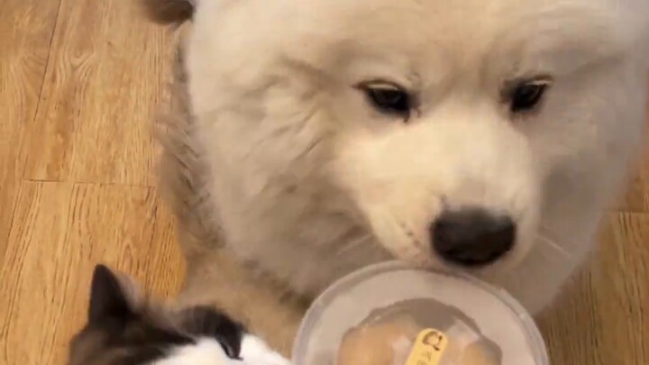 How do dog owners eat in the canteen?