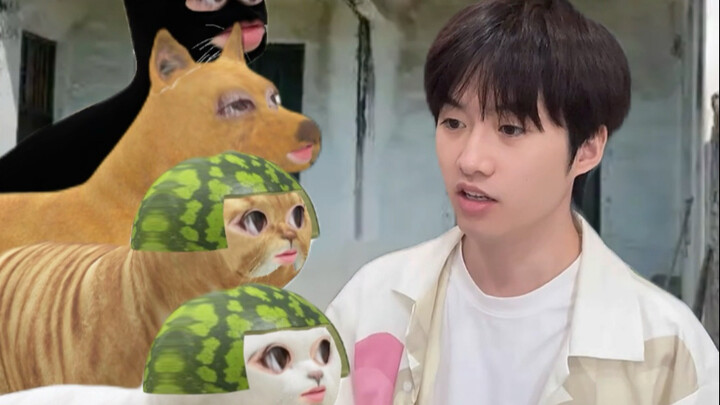 بعد عودة القطّة المدينة إلى القرية، تلتقي بالعبقري جيا هاو!