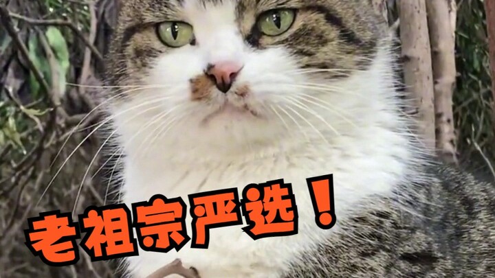 Seberapa kuat sih kucing calico pilihan leluhur?!