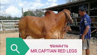 ชมผลงานของCAPTAIN  RED LEGS กับแม่สมหวัง KK FARM |Cow|brahman|CHATGEN CHANNEL|