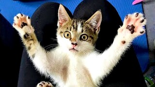 Funny animals - Funny cats and dogs - Funny animal videos 2023🤣