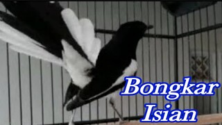 kacer gacor bongkar isian dimalam hari