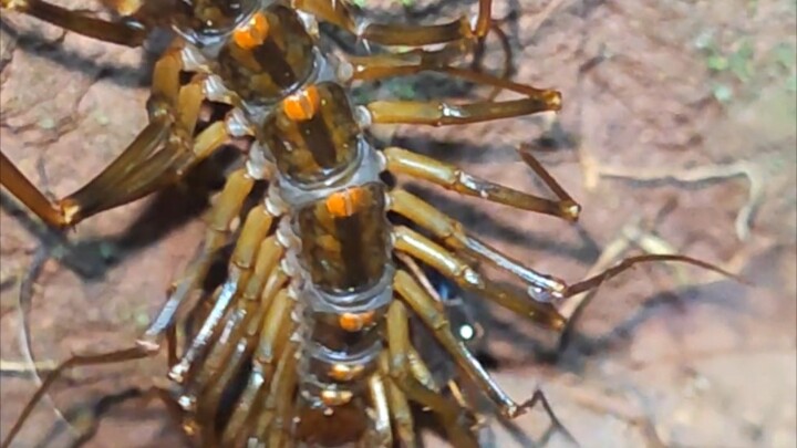 The pet has arrived!