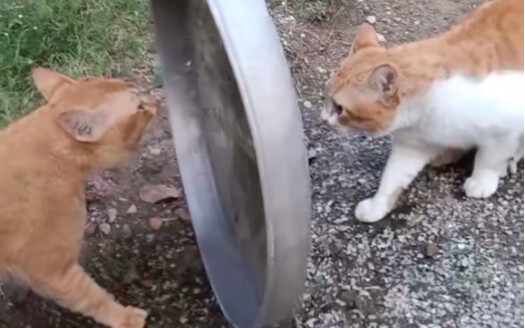Lomba kucing, mulai sekarang!