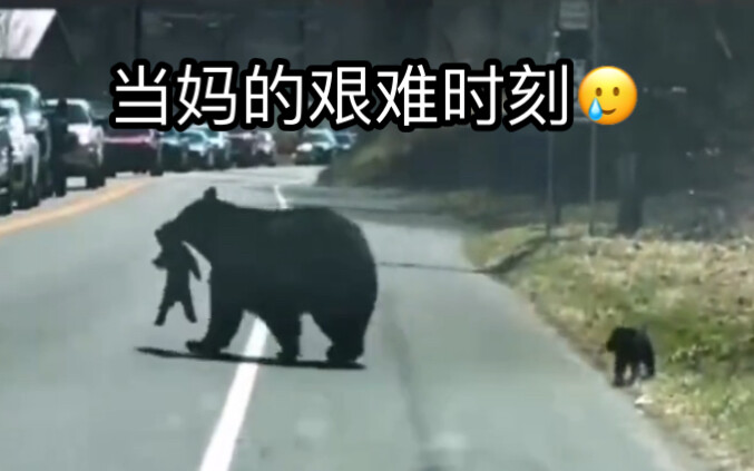 แม่หมีพาลูกหมีสี่ตัวข้ามถนน กลับต้องเผชิญกับ……