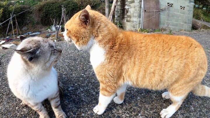 Two cats fighting by the sea