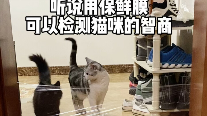 “Mind-Blowing IQ Gap” — I swear, I’m blown away by Sangshen’s IQ yet again!