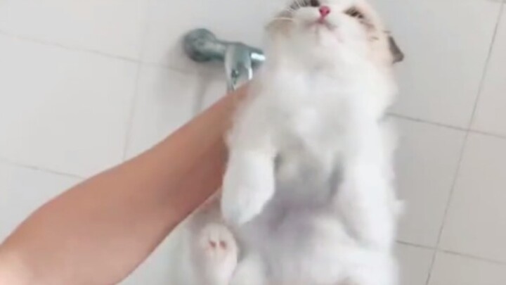 Cat: The wind is so strong, I’m so scared! Better pretend to be a stuffed doll right away.