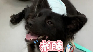 كان شي تشياو سيئ الحظ، لكنه أيضًا محظوظ؛ فقد استبدل ساقًا واحدة بحياة جميلة، وأنا سعيد حقًا من أجله.