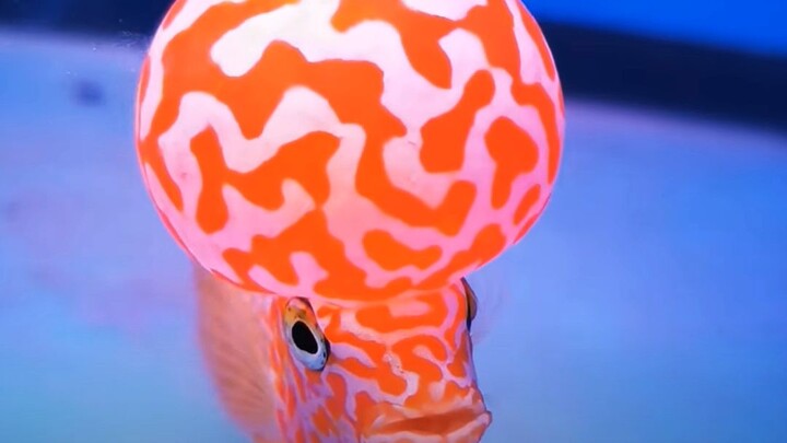 Golden Base Flowerhorn 🔥