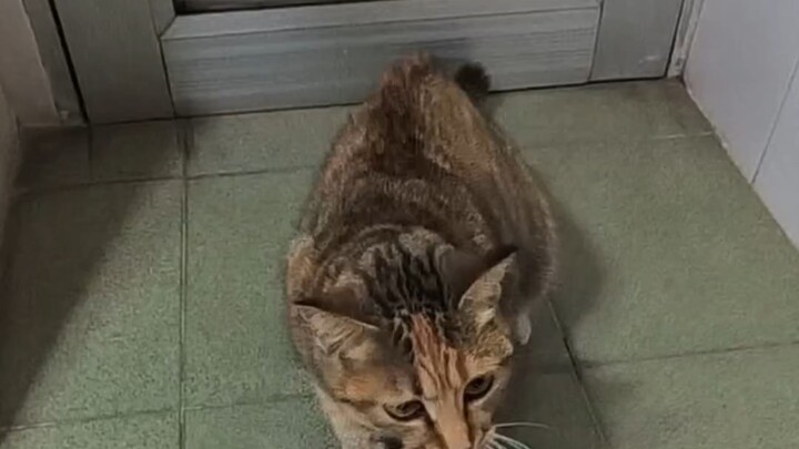 #TabbyCat #CalmCatDuringBath #CatDailyLife #AdorablePetDiary #MysteriousCatBehaviors