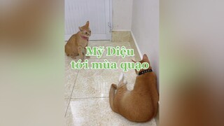 Cái mẹt quạo đeo qua giờ 🥲 mèo cats vitaminmèo