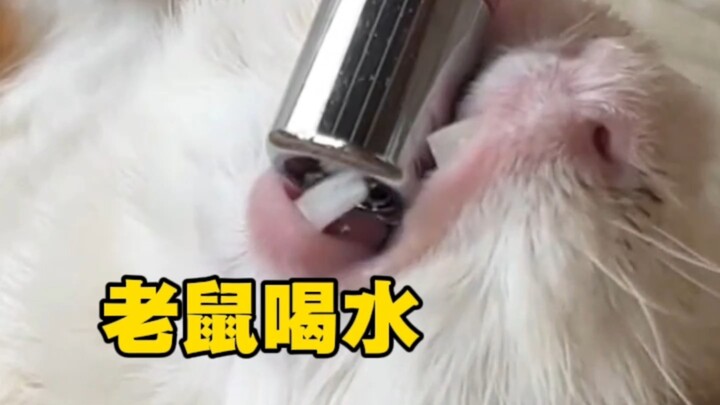 หนูน้อยดื่มน้ำ